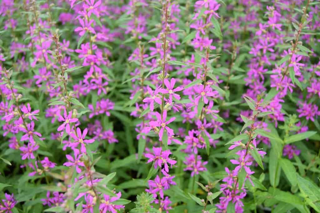 Lythrum virgatum 'Dropmore Purple' <span class="hidden specialOffer"></span> ---